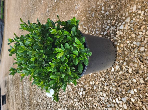 gardenia-jasminoides-daisy-cape-jasmine-gandharaj-gardenia-augusta