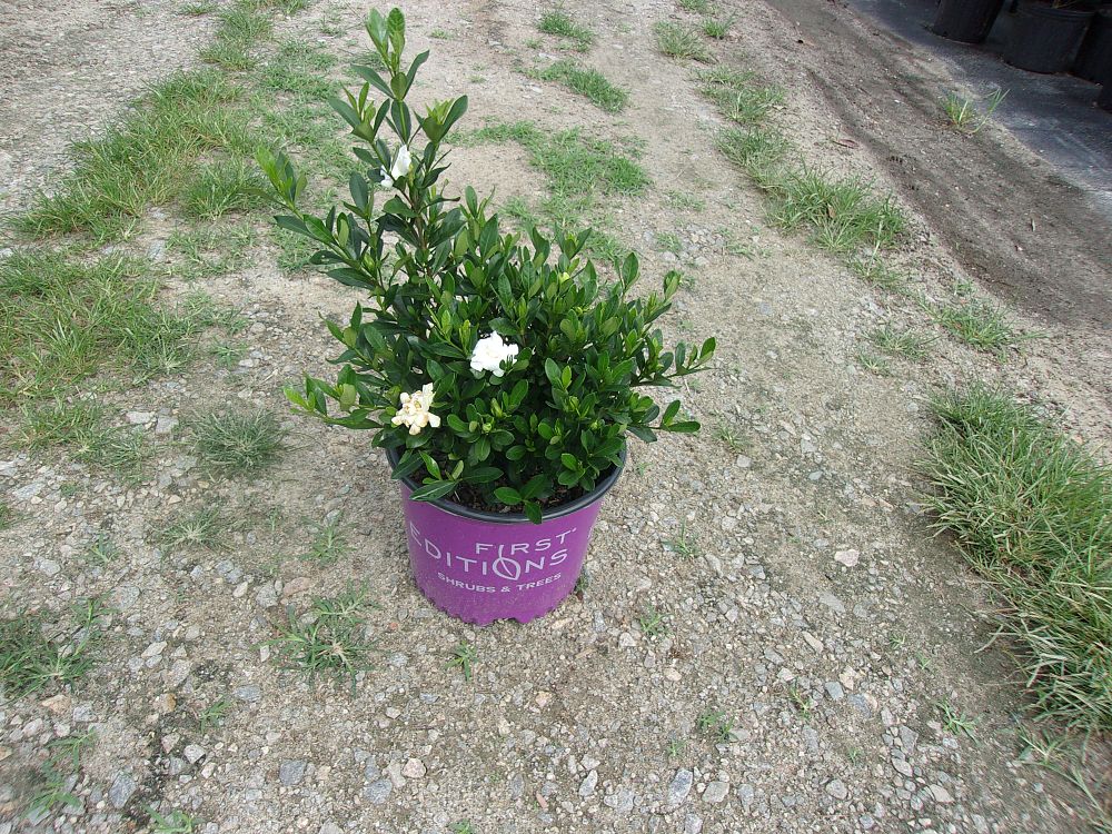 gardenia-jasminoides-double-mint-double-mint-gardenia