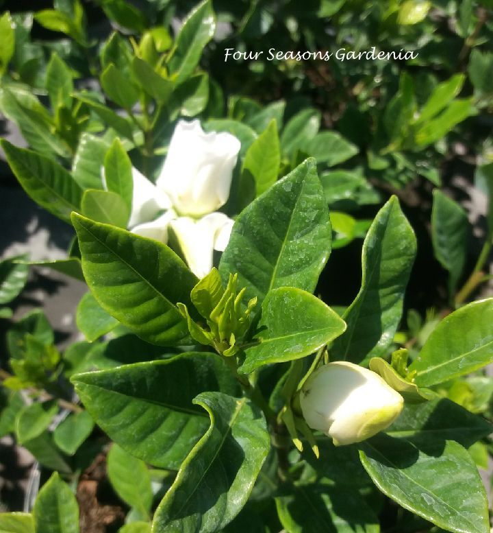 gardenia-jasminoides-four-seasons-cape-jasmine-gandharaj-gardenia-augusta