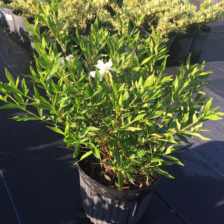 G&S Nursery | plantANT.com
