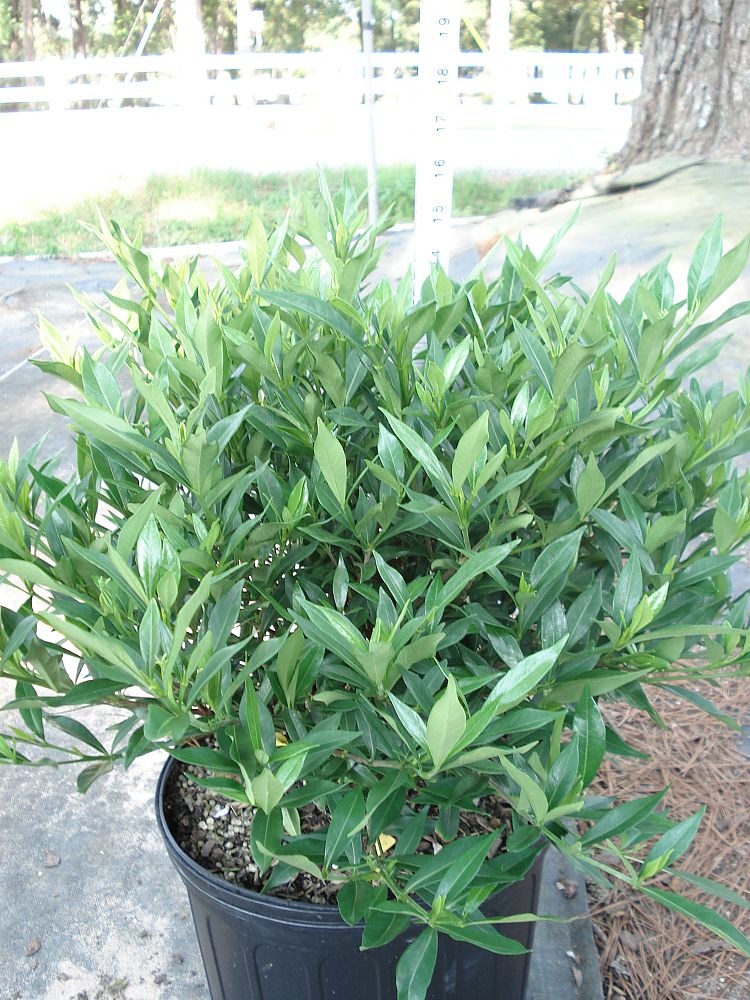 gardenia-jasminoides-frostproof-cape-jasmine-gandharaj-gardenia-augusta