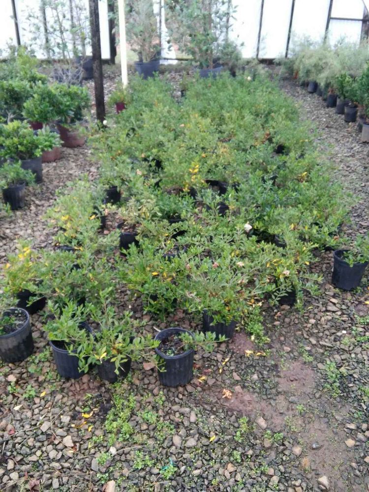 gardenia-jasminoides-frostproof-cape-jasmine-gandharaj-gardenia-augusta