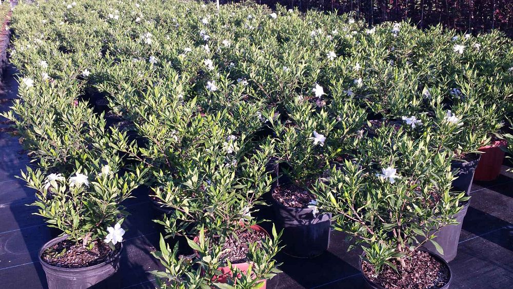 gardenia-jasminoides-frostproof-cape-jasmine-gandharaj-gardenia-augusta