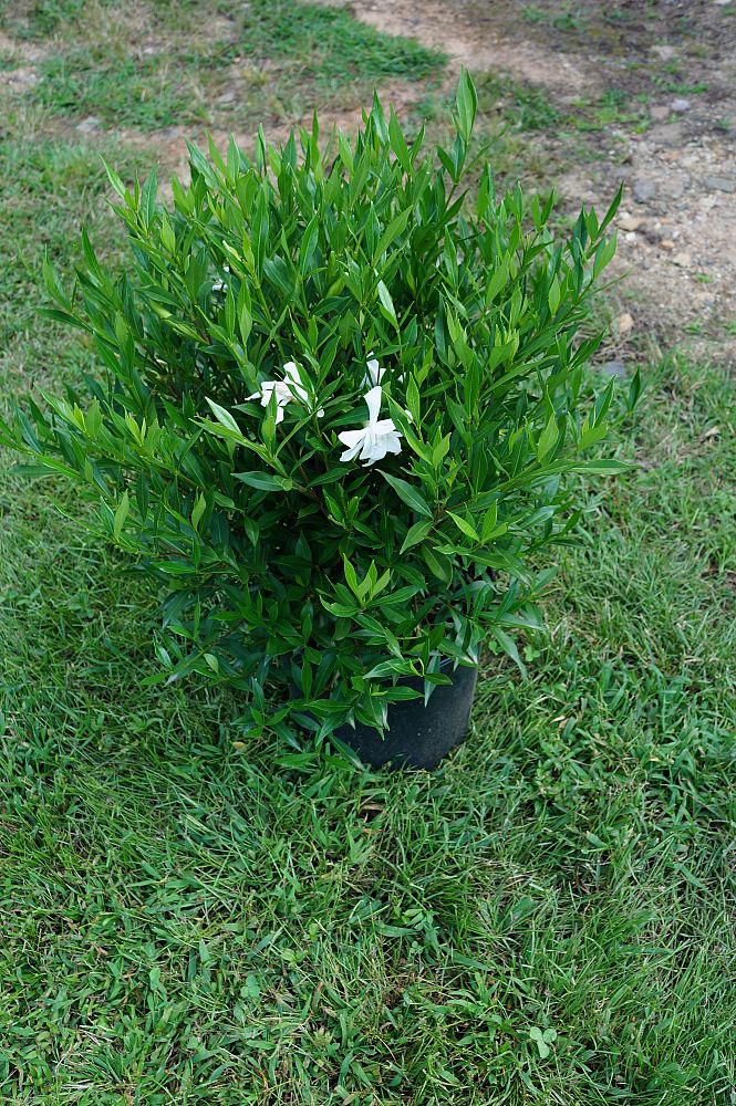gardenia-jasminoides-frostproof-cape-jasmine-gandharaj-gardenia-augusta