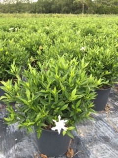 gardenia-jasminoides-frostproof-cape-jasmine-gandharaj-gardenia-augusta