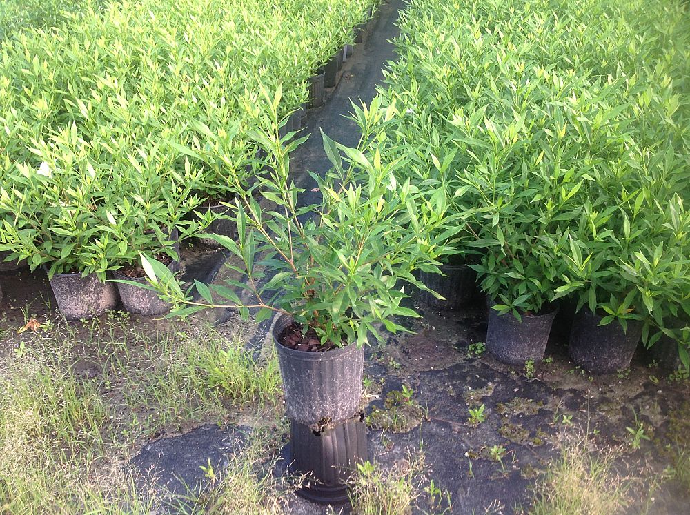 gardenia-jasminoides-frostproof-cape-jasmine-gandharaj-gardenia-augusta