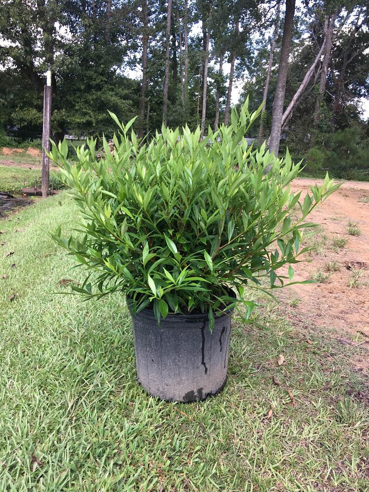 gardenia-jasminoides-frostproof-cape-jasmine-gandharaj-gardenia-augusta