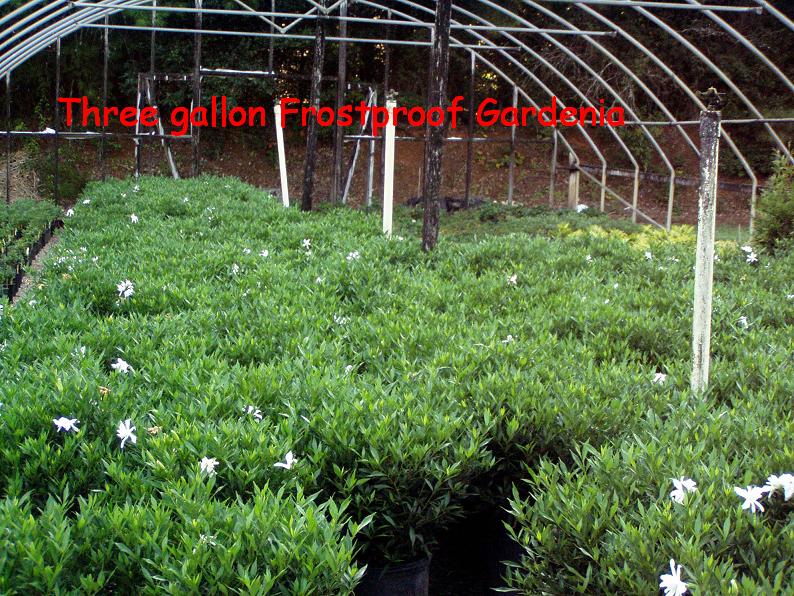 gardenia-jasminoides-frostproof-cape-jasmine-gandharaj-gardenia-augusta