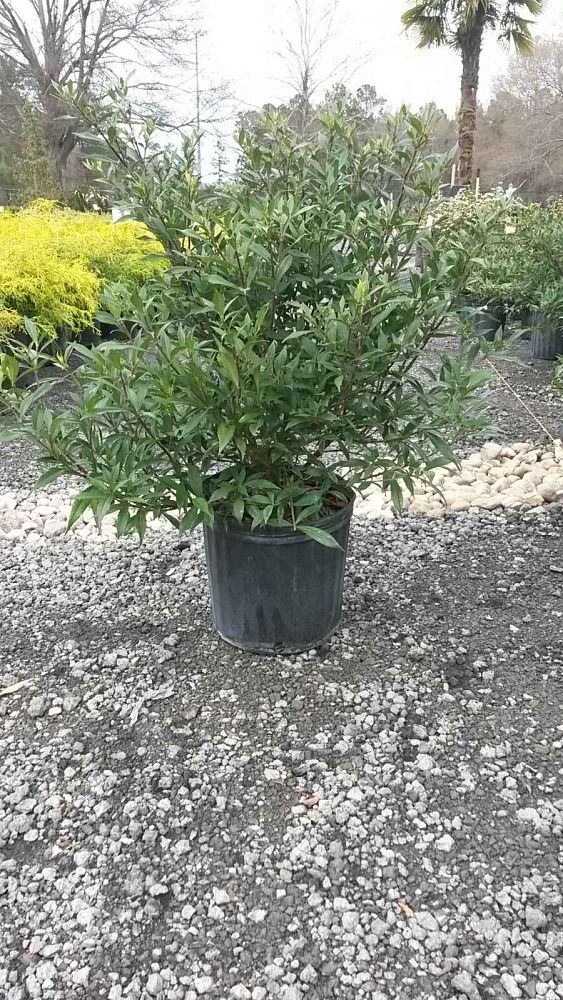 gardenia-jasminoides-frostproof-cape-jasmine-gandharaj-gardenia-augusta