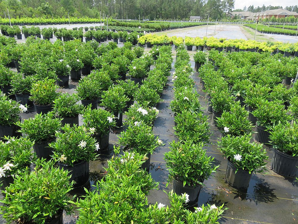 gardenia-jasminoides-frostproof-cape-jasmine-gandharaj-gardenia-augusta