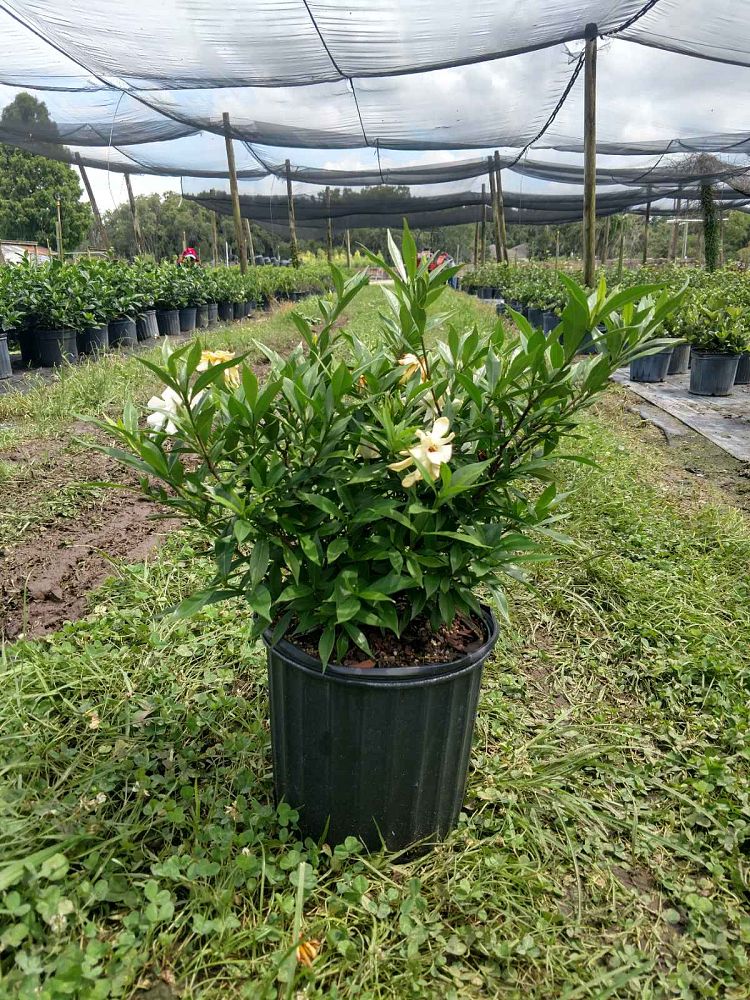 gardenia-jasminoides-frostproof-cape-jasmine-gandharaj-gardenia-augusta