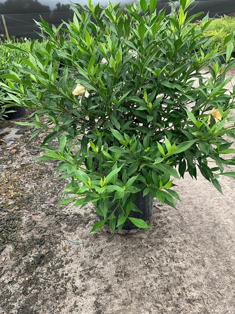 gardenia-jasminoides-frostproof-cape-jasmine-gandharaj-gardenia-augusta