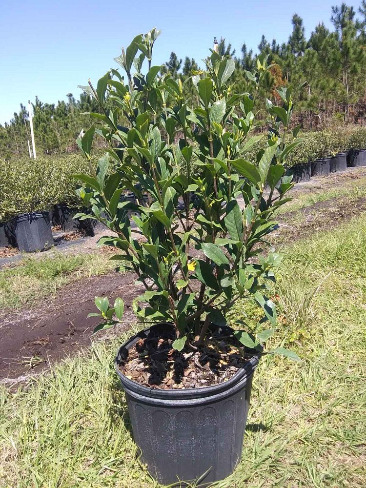 gardenia-jasminoides-frostproof-cape-jasmine-gandharaj-gardenia-augusta