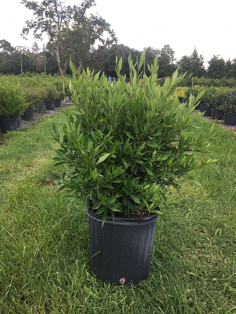 gardenia-jasminoides-frostproof-cape-jasmine-gandharaj-gardenia-augusta
