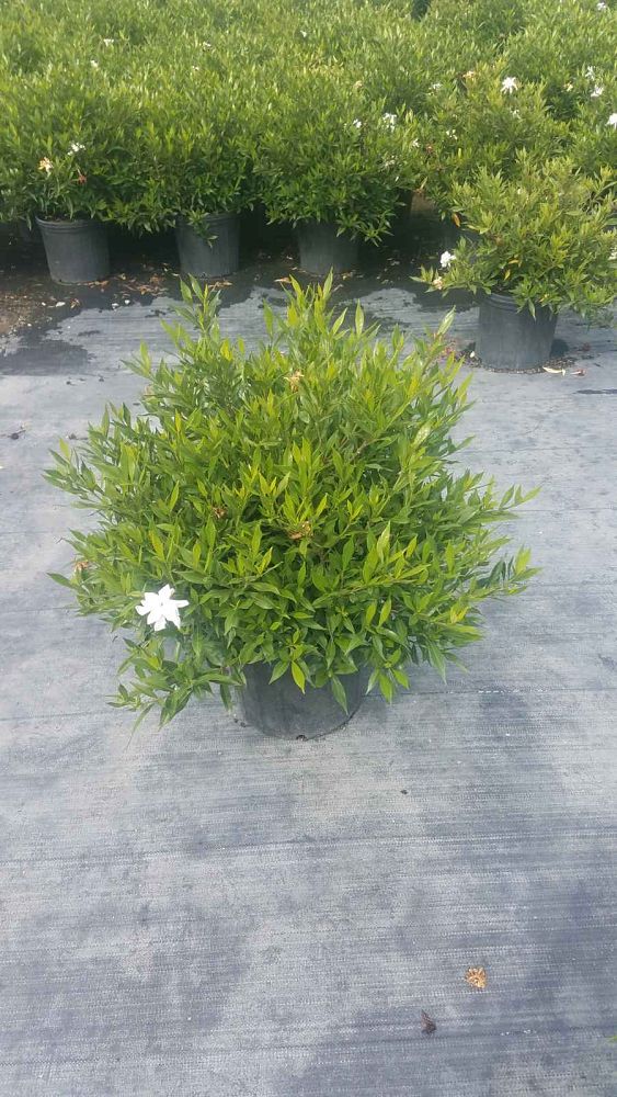 gardenia-jasminoides-frostproof-cape-jasmine-gandharaj-gardenia-augusta