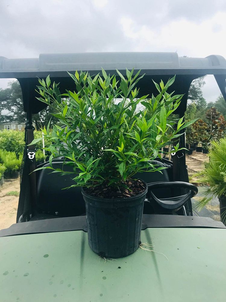 gardenia-jasminoides-frostproof-cape-jasmine-gandharaj-gardenia-augusta