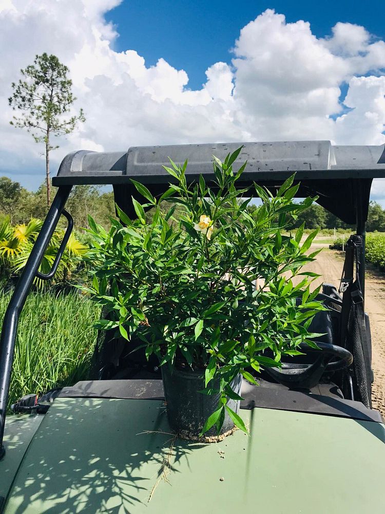 gardenia-jasminoides-frostproof-cape-jasmine-gandharaj-gardenia-augusta