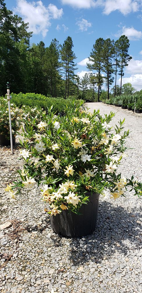 gardenia-jasminoides-frostproof-cape-jasmine-gandharaj-gardenia-augusta