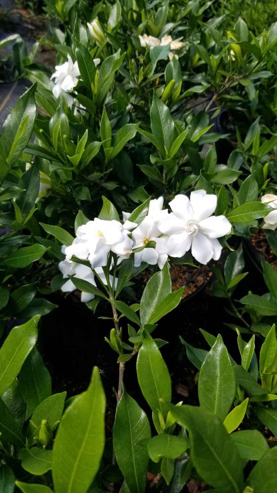gardenia-jasminoides-frostproof-cape-jasmine-gandharaj-gardenia-augusta