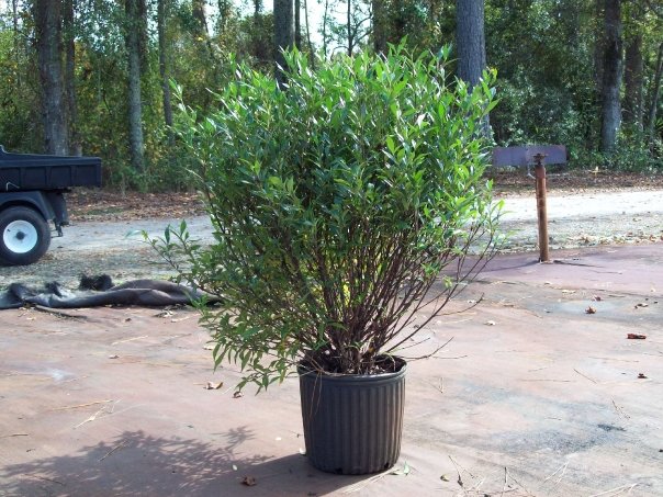 gardenia-jasminoides-frostproof-cape-jasmine-gandharaj-gardenia-augusta