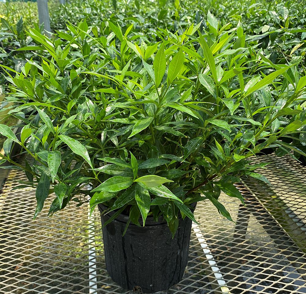 gardenia-jasminoides-frostproof-cape-jasmine-gandharaj-gardenia-augusta