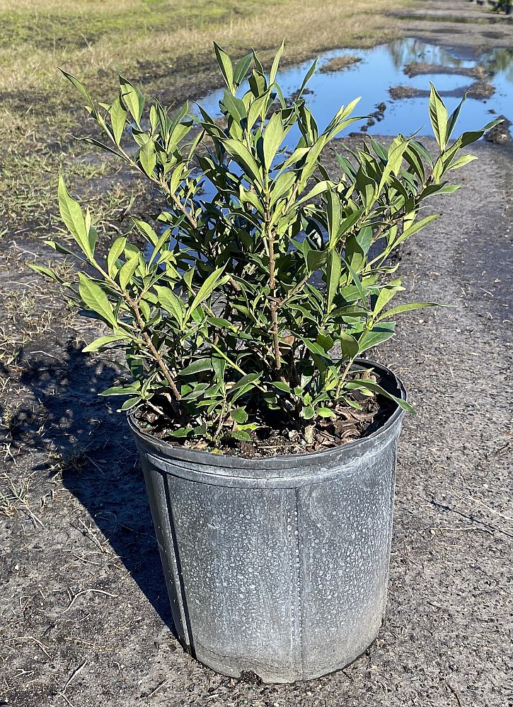 gardenia-jasminoides-frostproof-cape-jasmine-gandharaj-gardenia-augusta