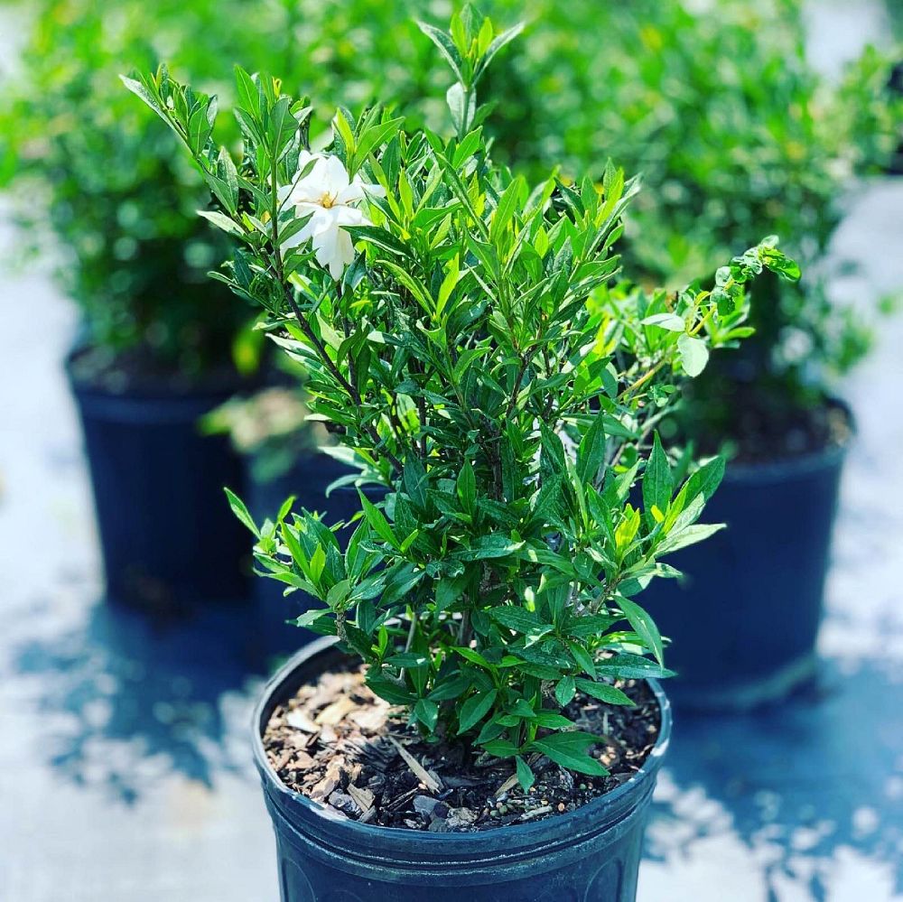 gardenia-jasminoides-frostproof-cape-jasmine-gandharaj-gardenia-augusta