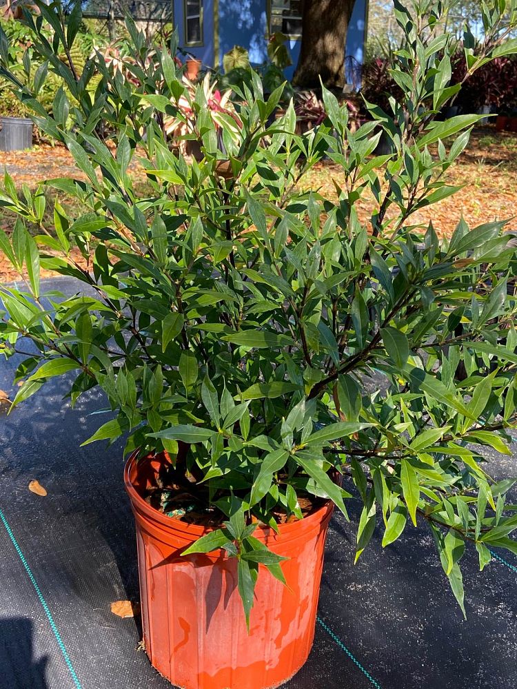 gardenia-jasminoides-frostproof-cape-jasmine-gandharaj-gardenia-augusta