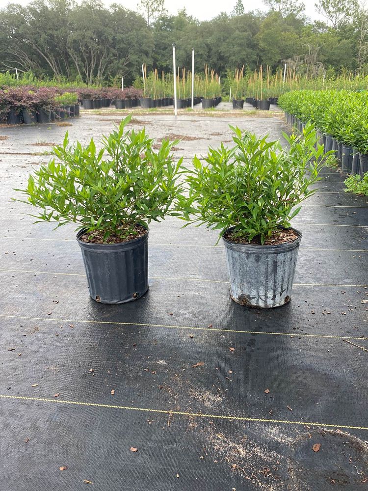 gardenia-jasminoides-frostproof-cape-jasmine-gandharaj-gardenia-augusta