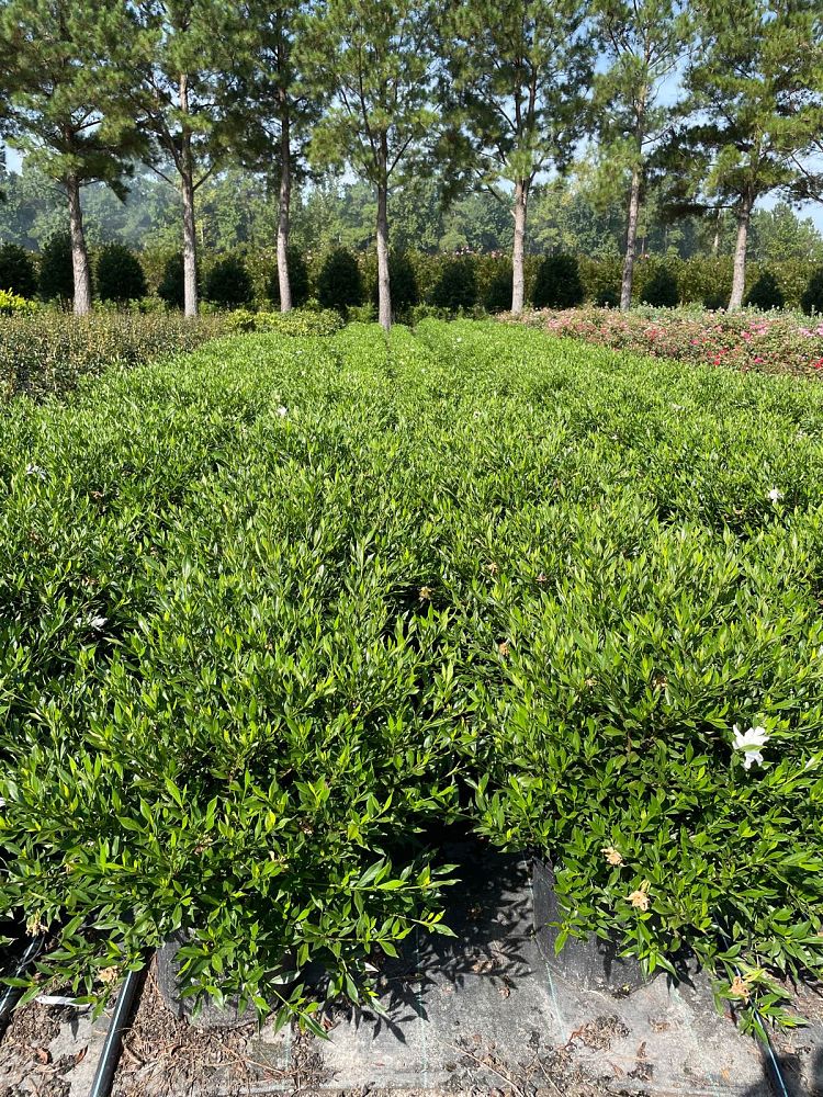 gardenia-jasminoides-frostproof-cape-jasmine-gandharaj-gardenia-augusta