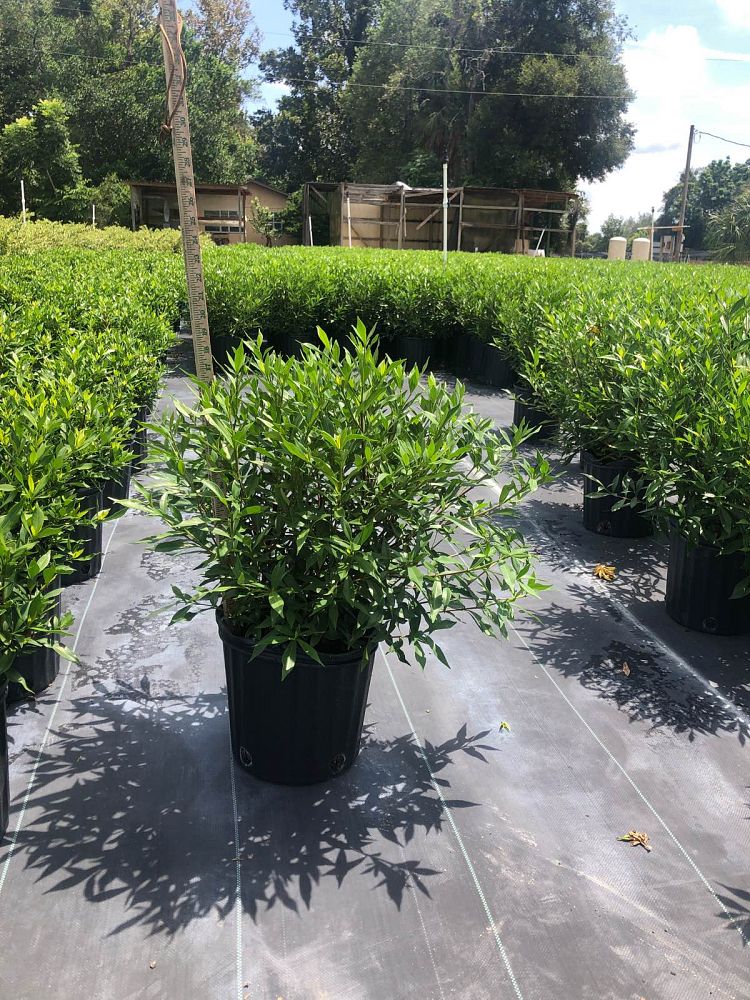 gardenia-jasminoides-frostproof-cape-jasmine-gandharaj-gardenia-augusta