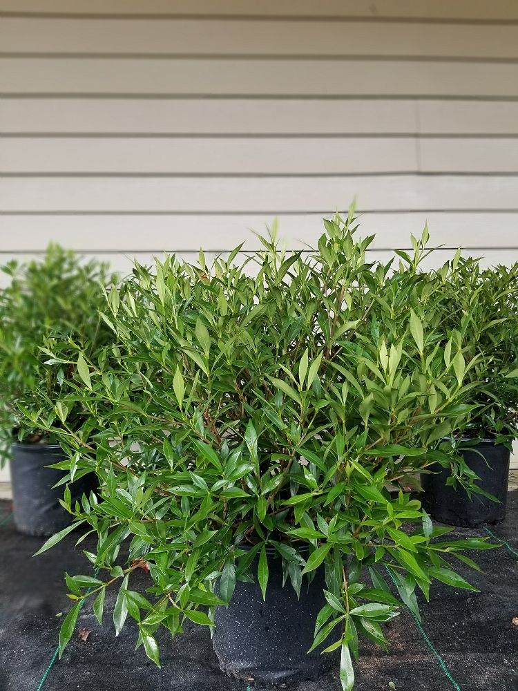 gardenia-jasminoides-frostproof-cape-jasmine-gandharaj-gardenia-augusta