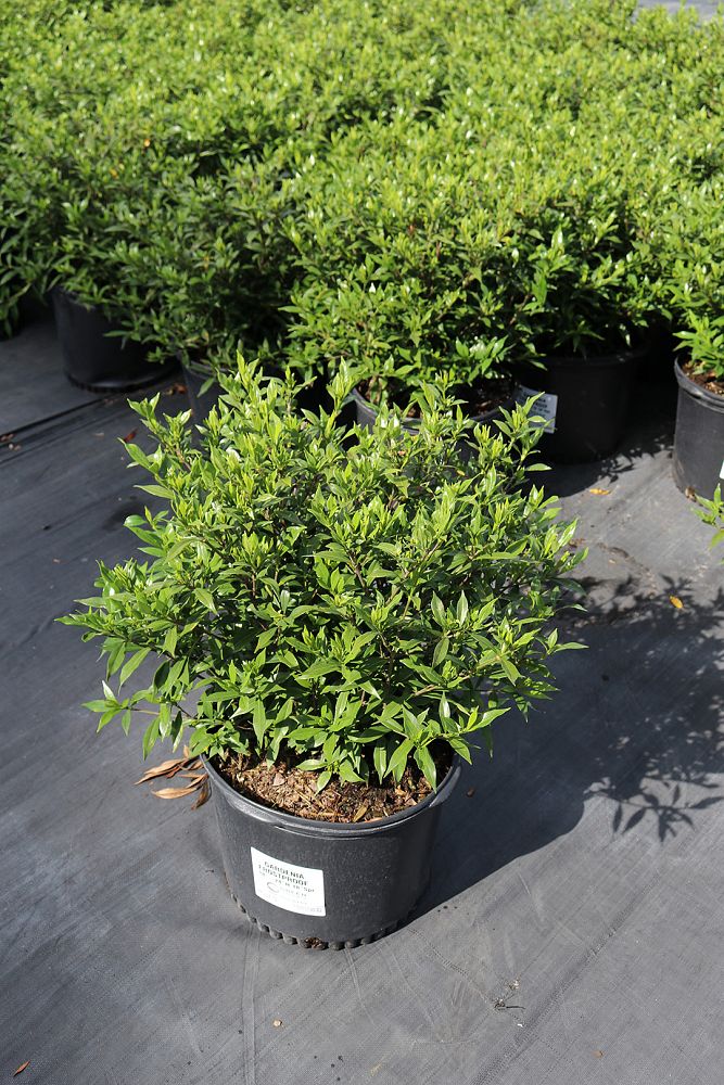 gardenia-jasminoides-frostproof-cape-jasmine-gandharaj-gardenia-augusta