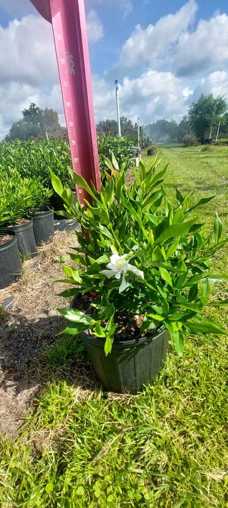 gardenia-jasminoides-frostproof-cape-jasmine-gandharaj-gardenia-augusta
