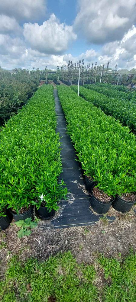 gardenia-jasminoides-frostproof-cape-jasmine-gandharaj-gardenia-augusta