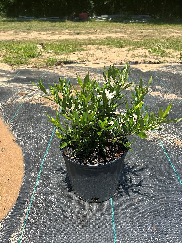 gardenia-jasminoides-frostproof-cape-jasmine-gandharaj-gardenia-augusta
