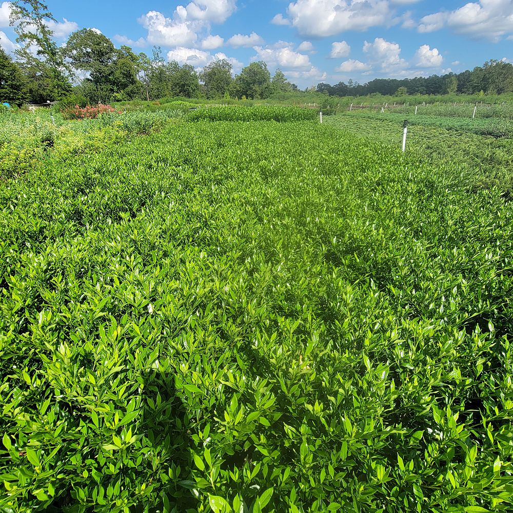 gardenia-jasminoides-frostproof-cape-jasmine-gandharaj-gardenia-augusta