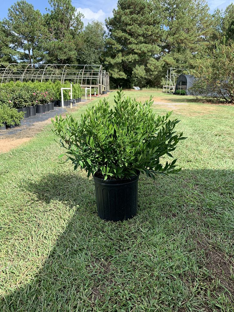 gardenia-jasminoides-frostproof-cape-jasmine-gandharaj-gardenia-augusta