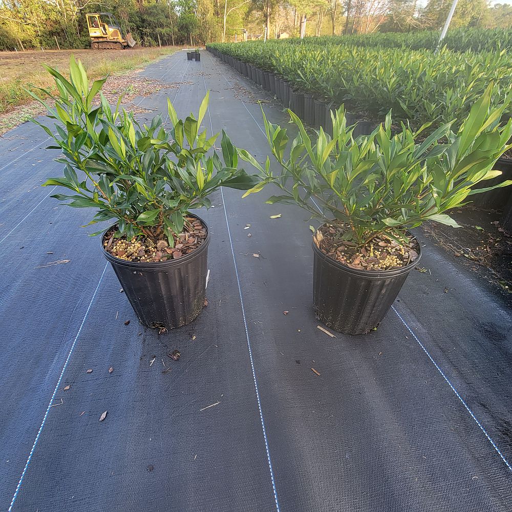 gardenia-jasminoides-frostproof-cape-jasmine-gandharaj-gardenia-augusta