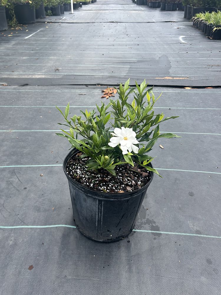 gardenia-jasminoides-frostproof-cape-jasmine-gandharaj-gardenia-augusta