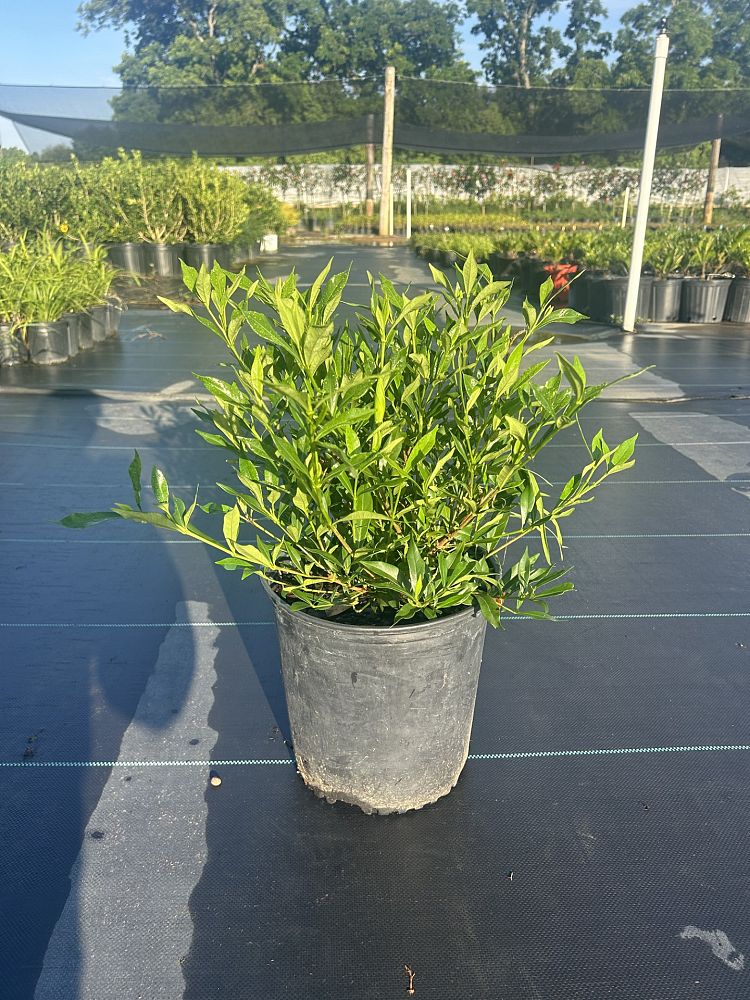 gardenia-jasminoides-frostproof-cape-jasmine-gandharaj-gardenia-augusta