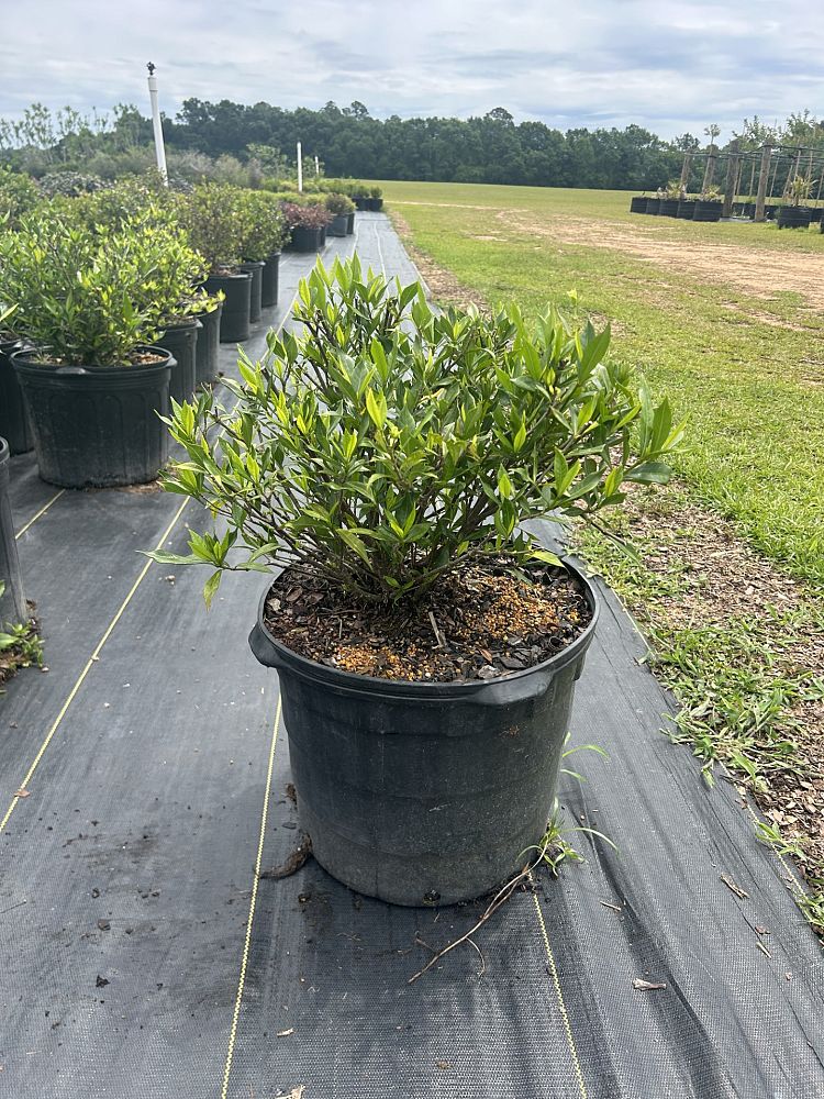 gardenia-jasminoides-frostproof-cape-jasmine-gandharaj-gardenia-augusta