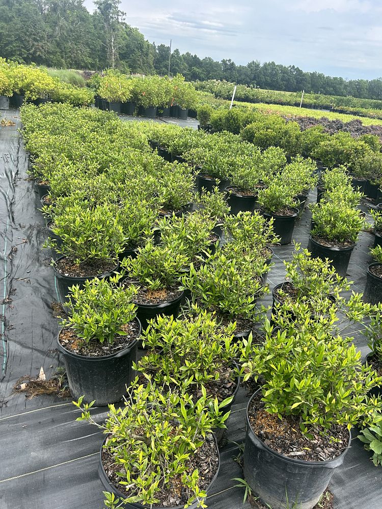 gardenia-jasminoides-frostproof-cape-jasmine-gandharaj-gardenia-augusta
