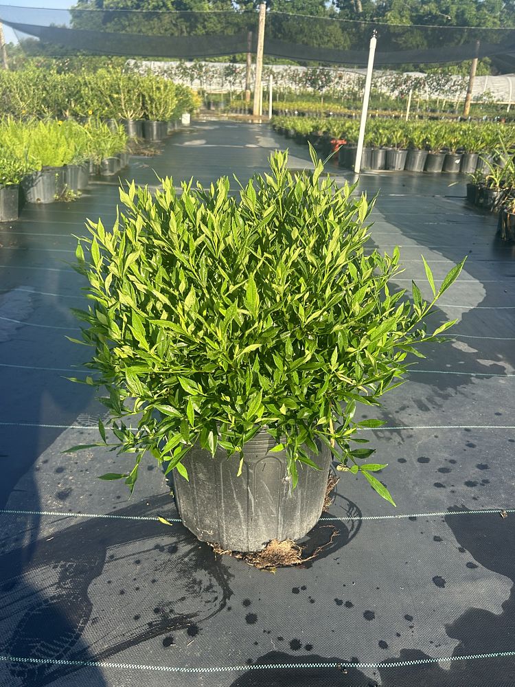 gardenia-jasminoides-frostproof-cape-jasmine-gandharaj-gardenia-augusta