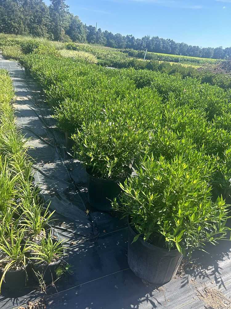 gardenia-jasminoides-frostproof-cape-jasmine-gandharaj-gardenia-augusta