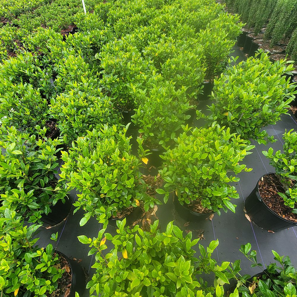 gardenia-jasminoides-frostproof-cape-jasmine-gandharaj-gardenia-augusta