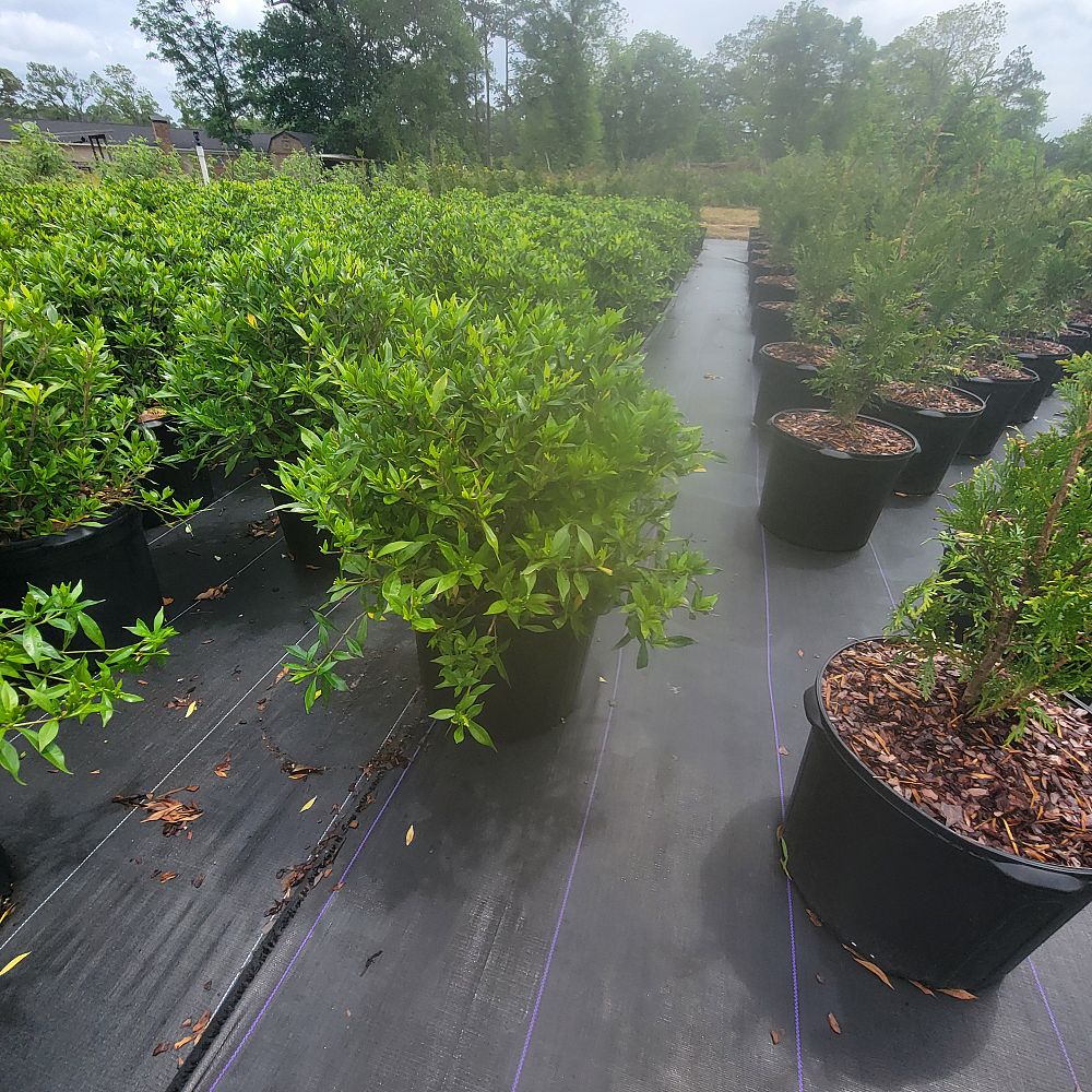 gardenia-jasminoides-frostproof-cape-jasmine-gandharaj-gardenia-augusta