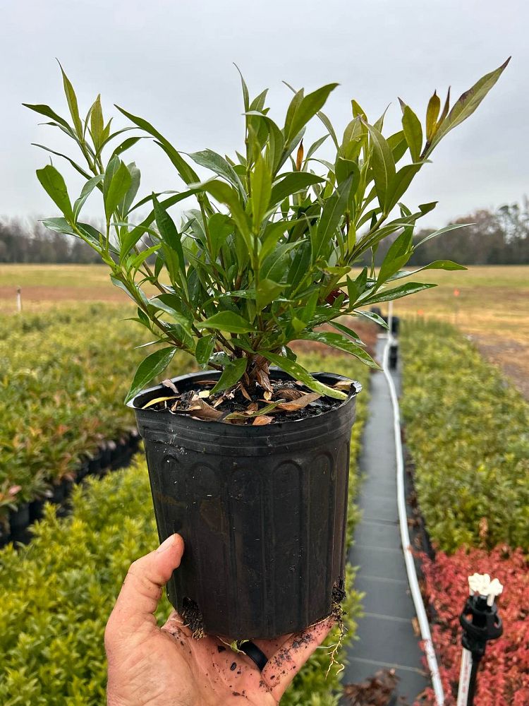 gardenia-jasminoides-frostproof-cape-jasmine-gandharaj-gardenia-augusta