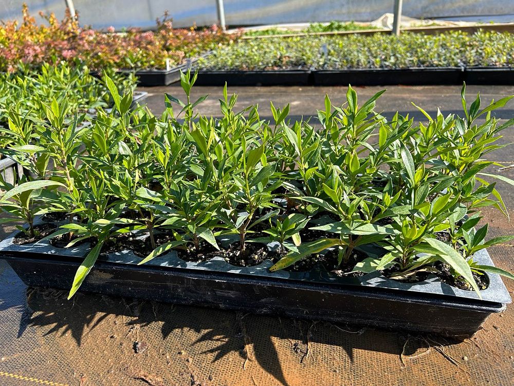 gardenia-jasminoides-frostproof-cape-jasmine-gandharaj-gardenia-augusta
