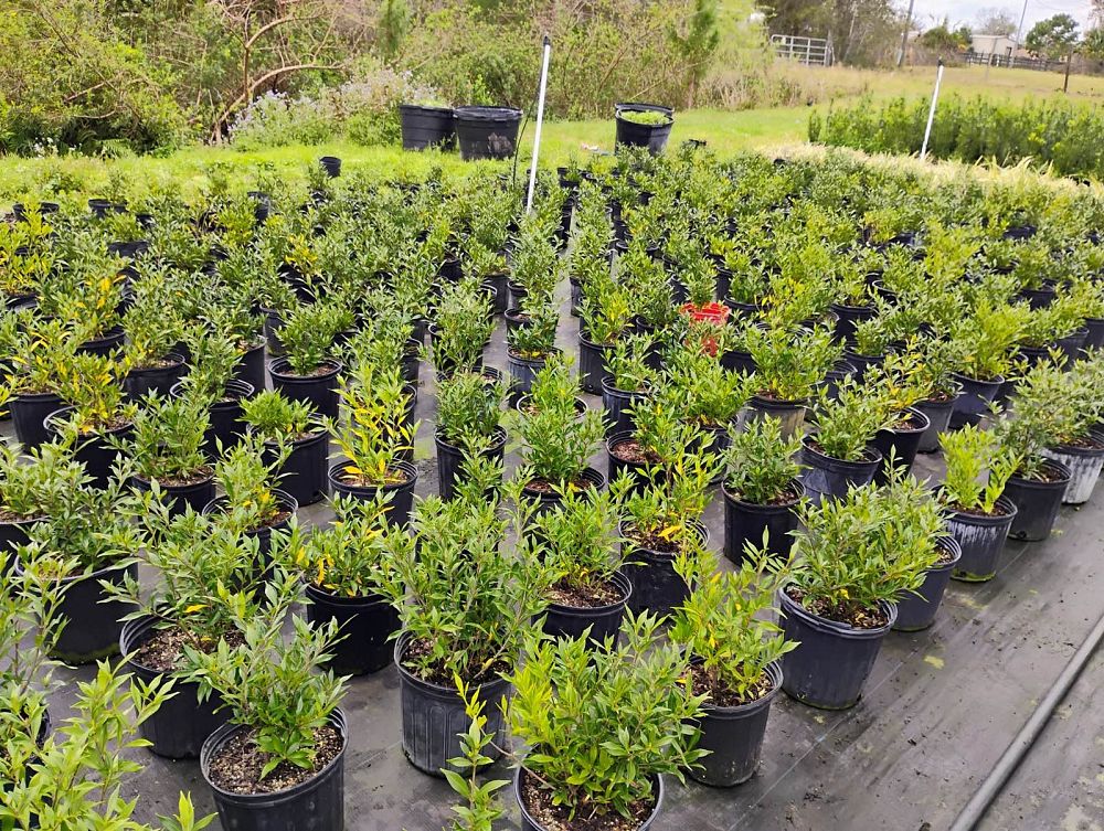 gardenia-jasminoides-frostproof-cape-jasmine-gandharaj-gardenia-augusta